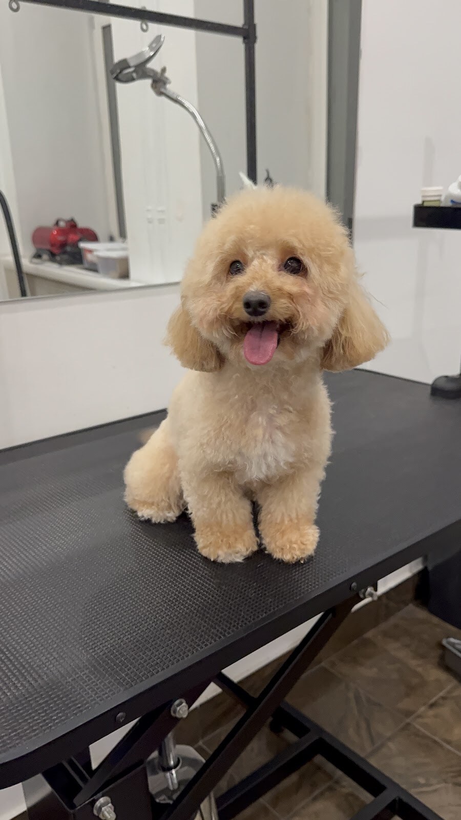 Bastidot Grooming