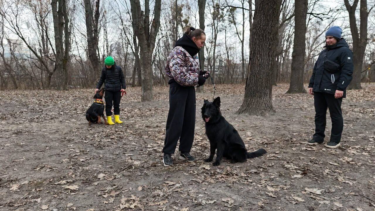Дресирування собак VOINOVA DOG_SCHOOL