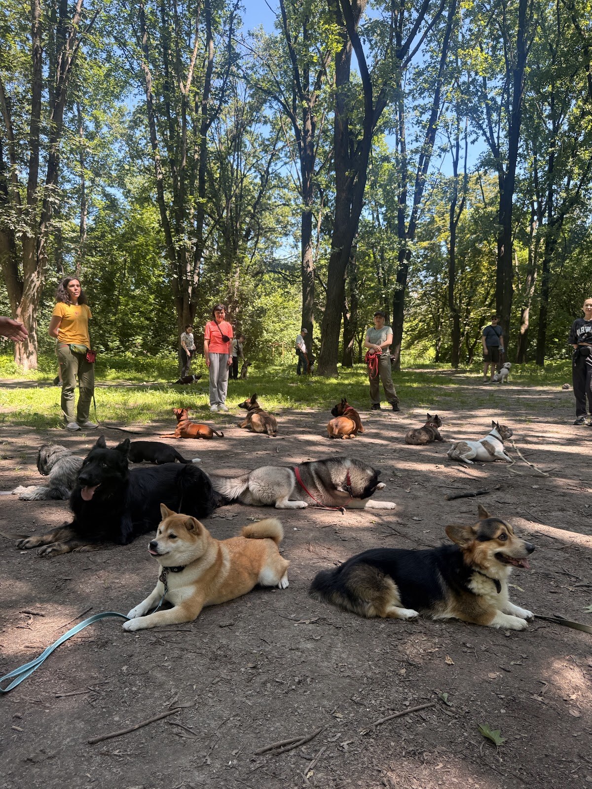 Дресирування собак VOINOVA DOG_SCHOOL