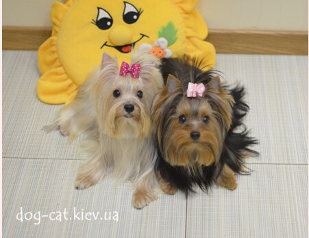 Перукарня для тварин & Бутик Mon Bijou