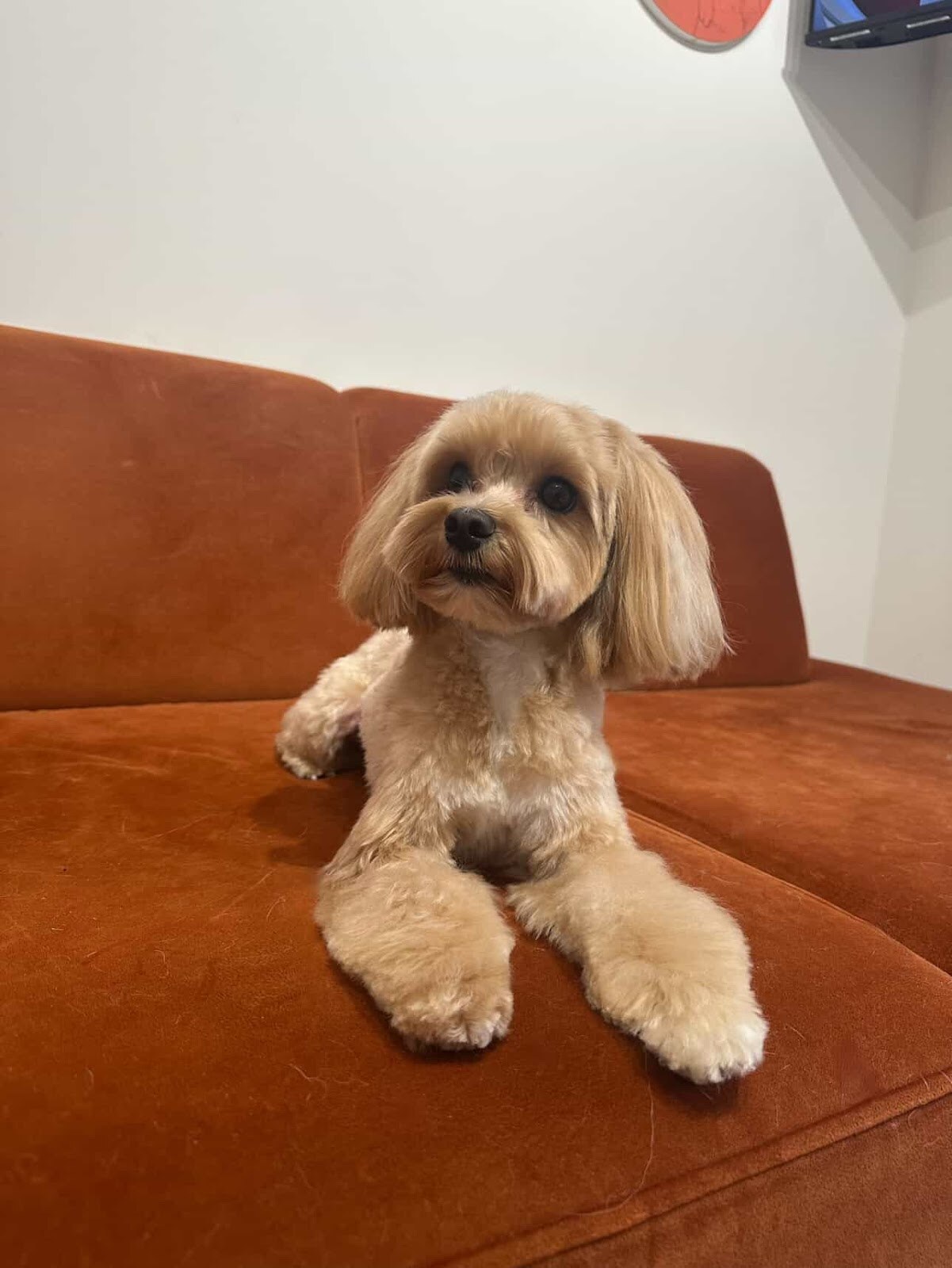 Грумінг Салон Louis Bichon