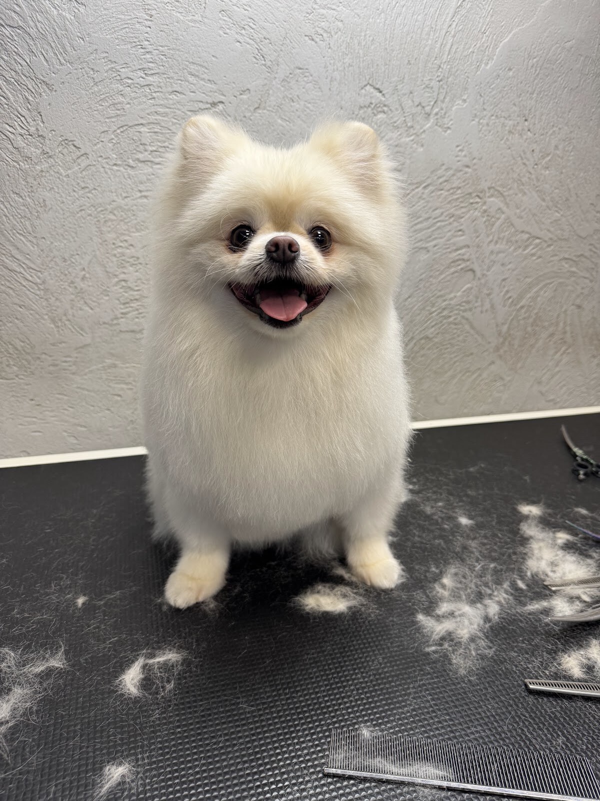 Grooming Salon Brabanson