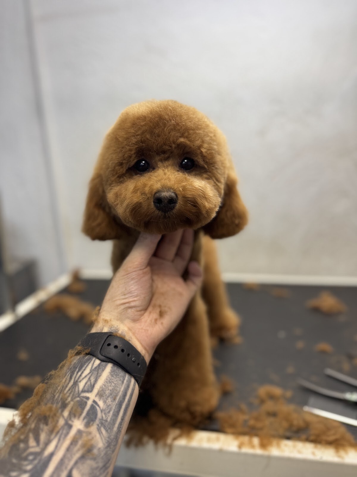 Grooming Salon Brabanson