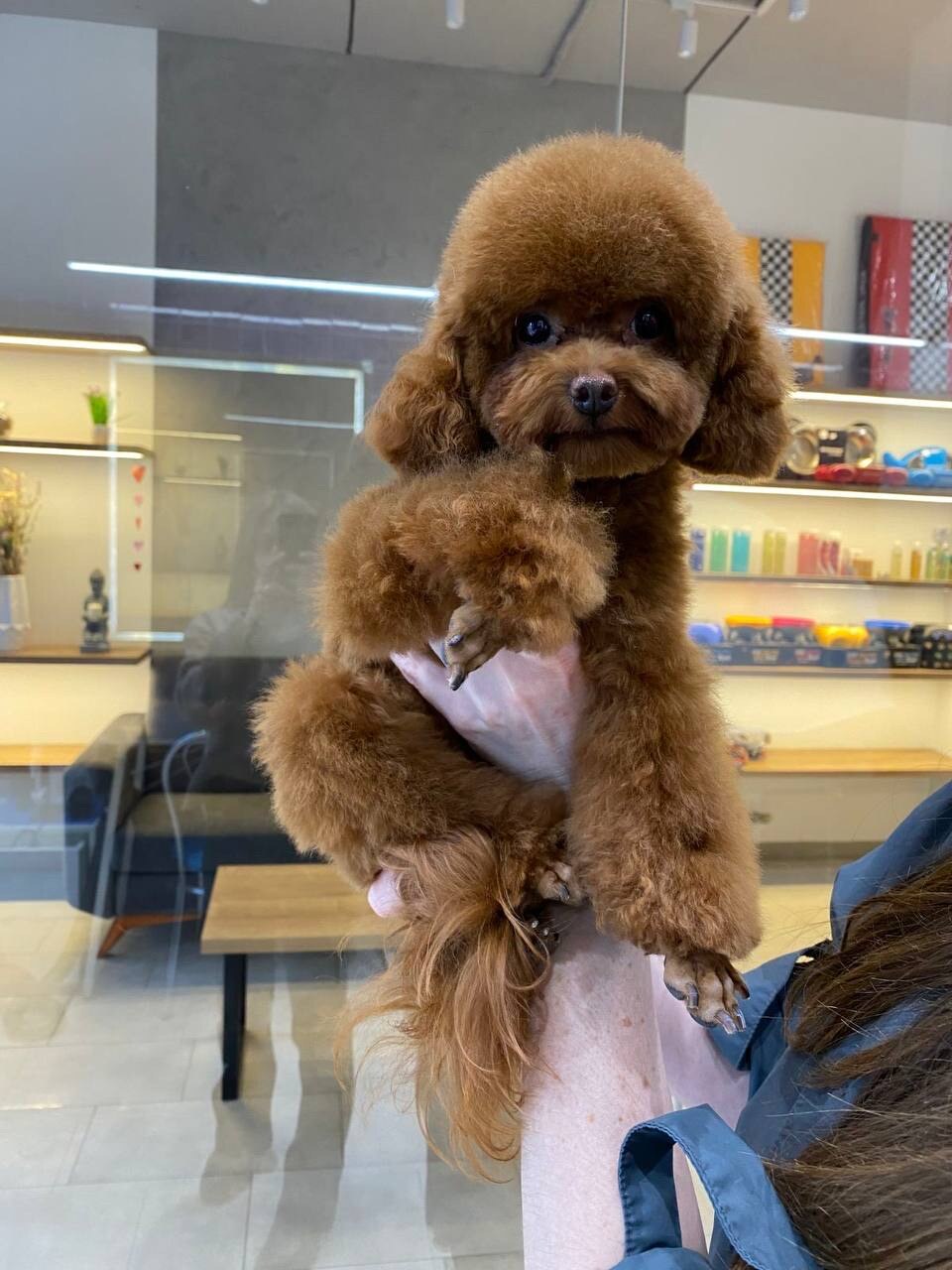 GAV&LOVE dog hotel and spa