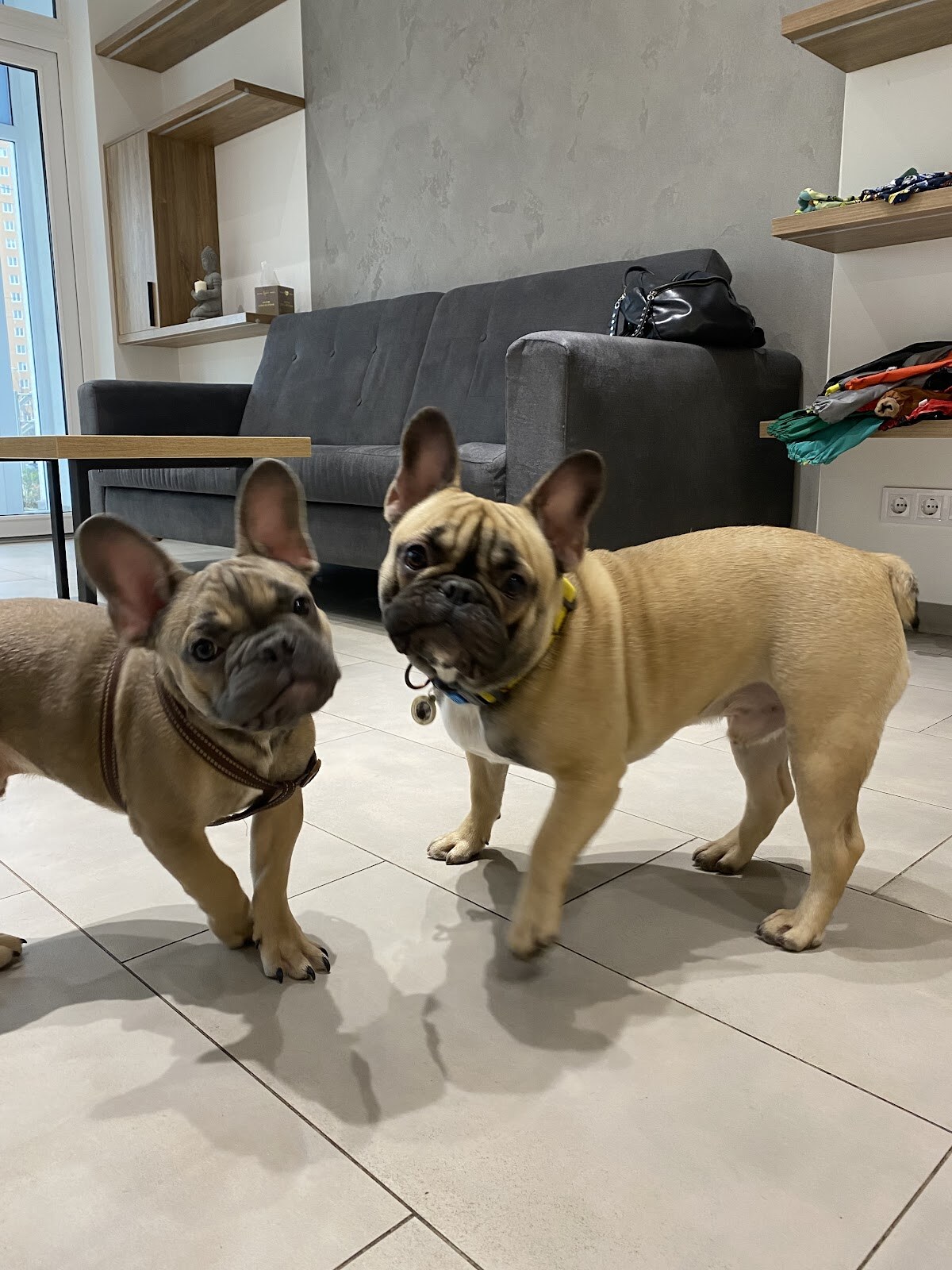 GAV&LOVE dog hotel and spa