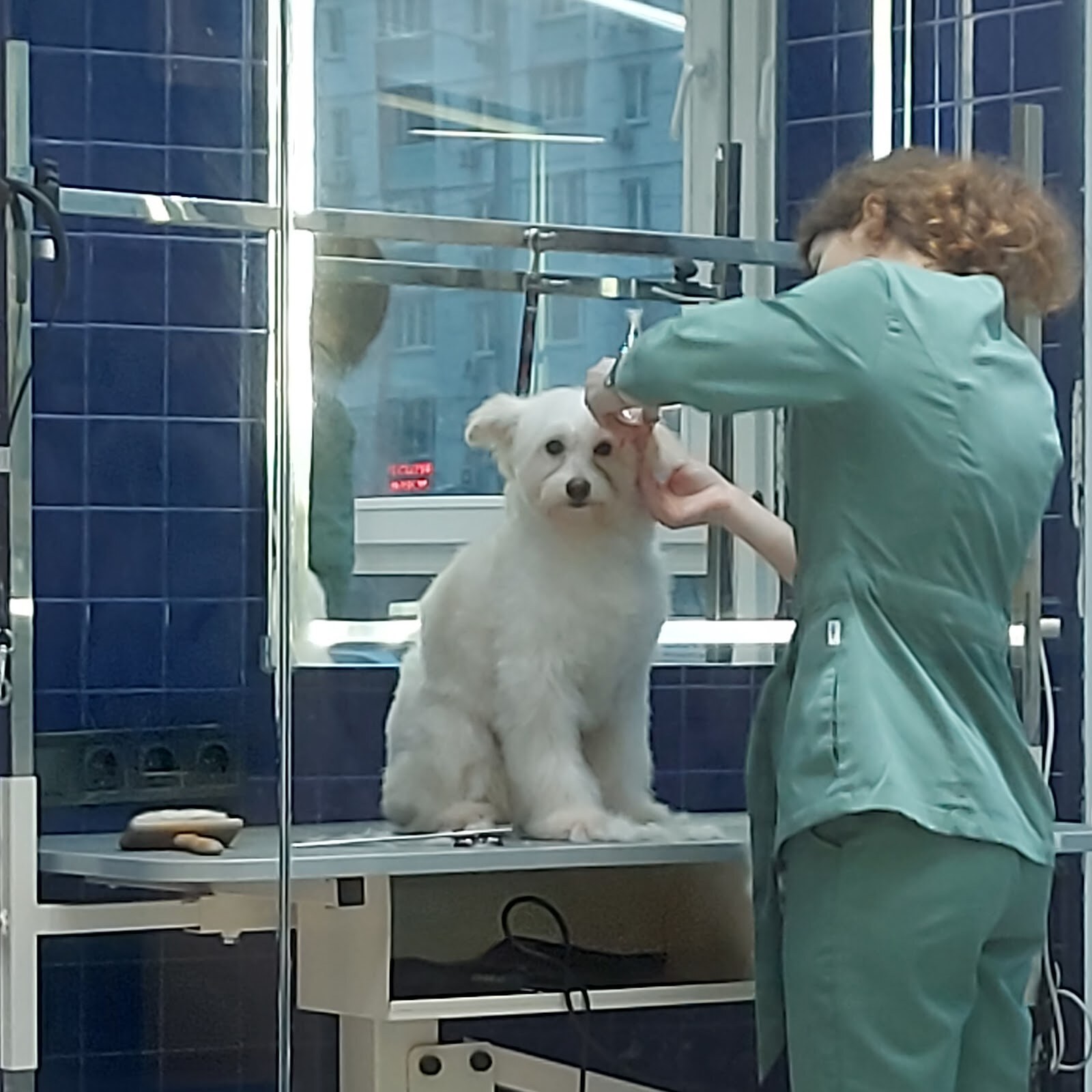 GAV&LOVE dog hotel and spa