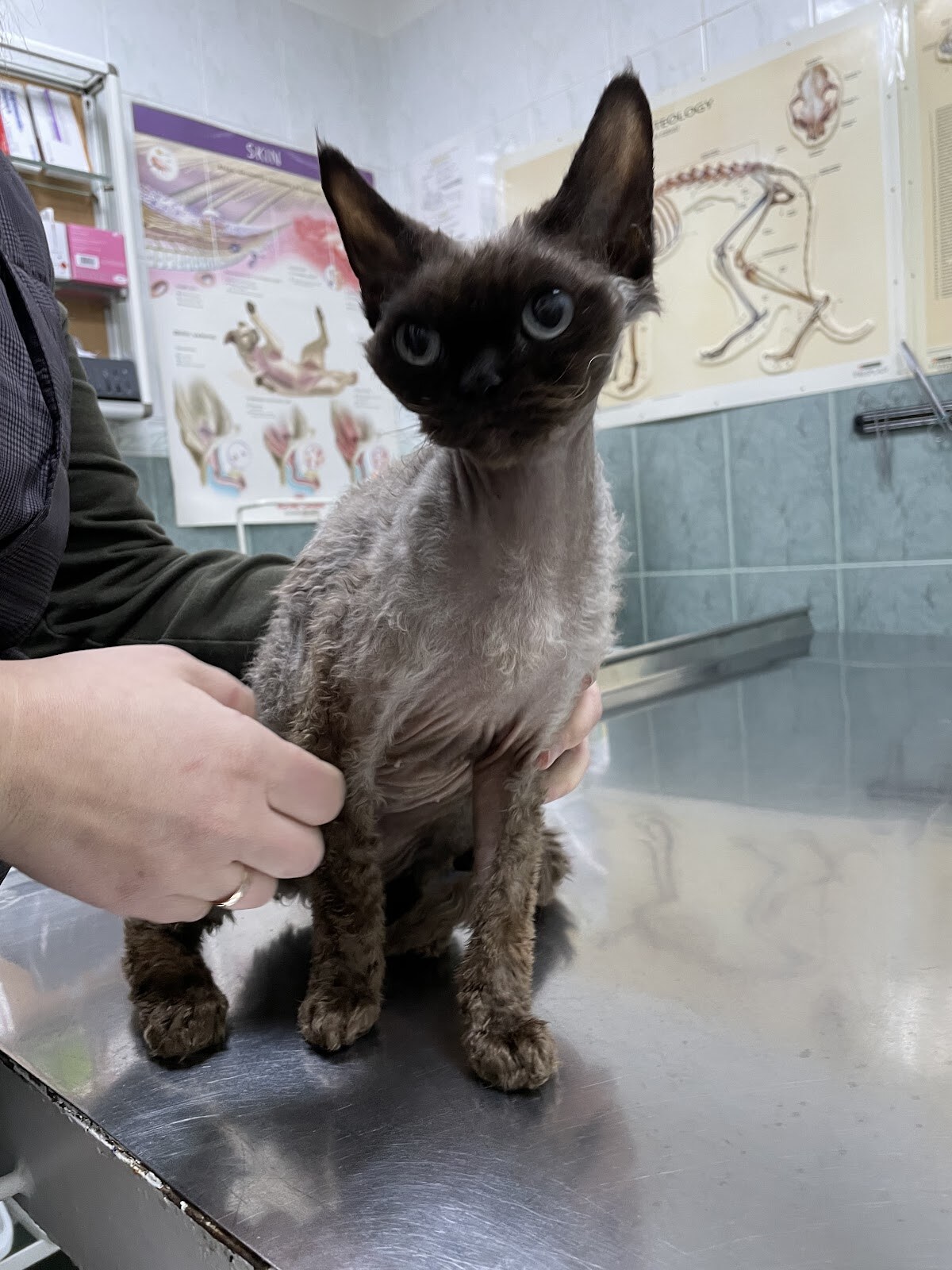 Ветеринарна клініка «Чотири Лапи»