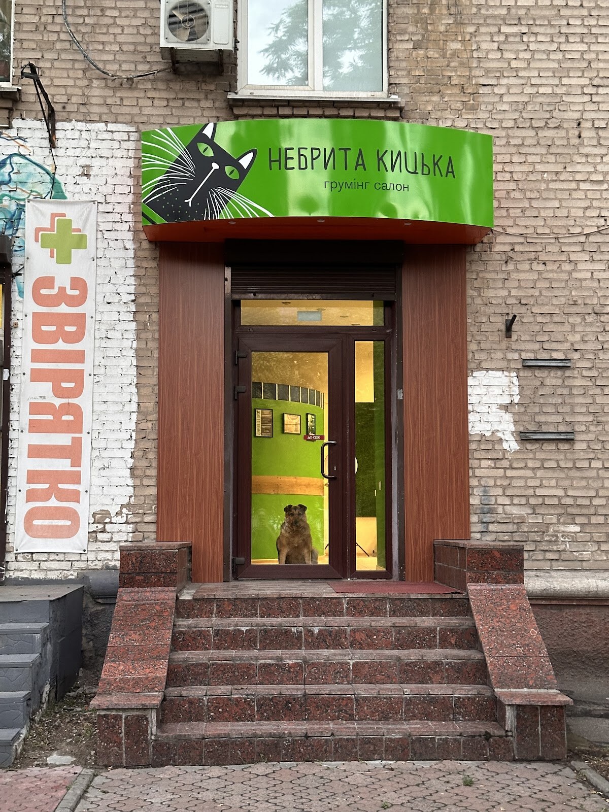 Небрита кицька
