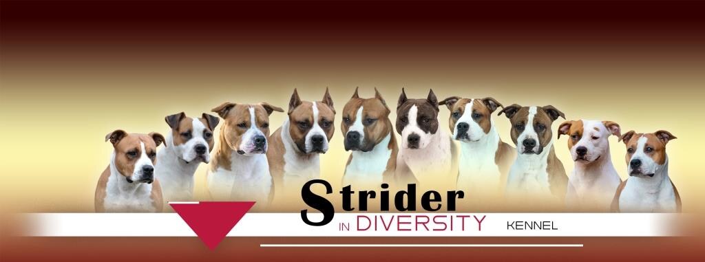 Питомник «Strider in Diversity kennel»