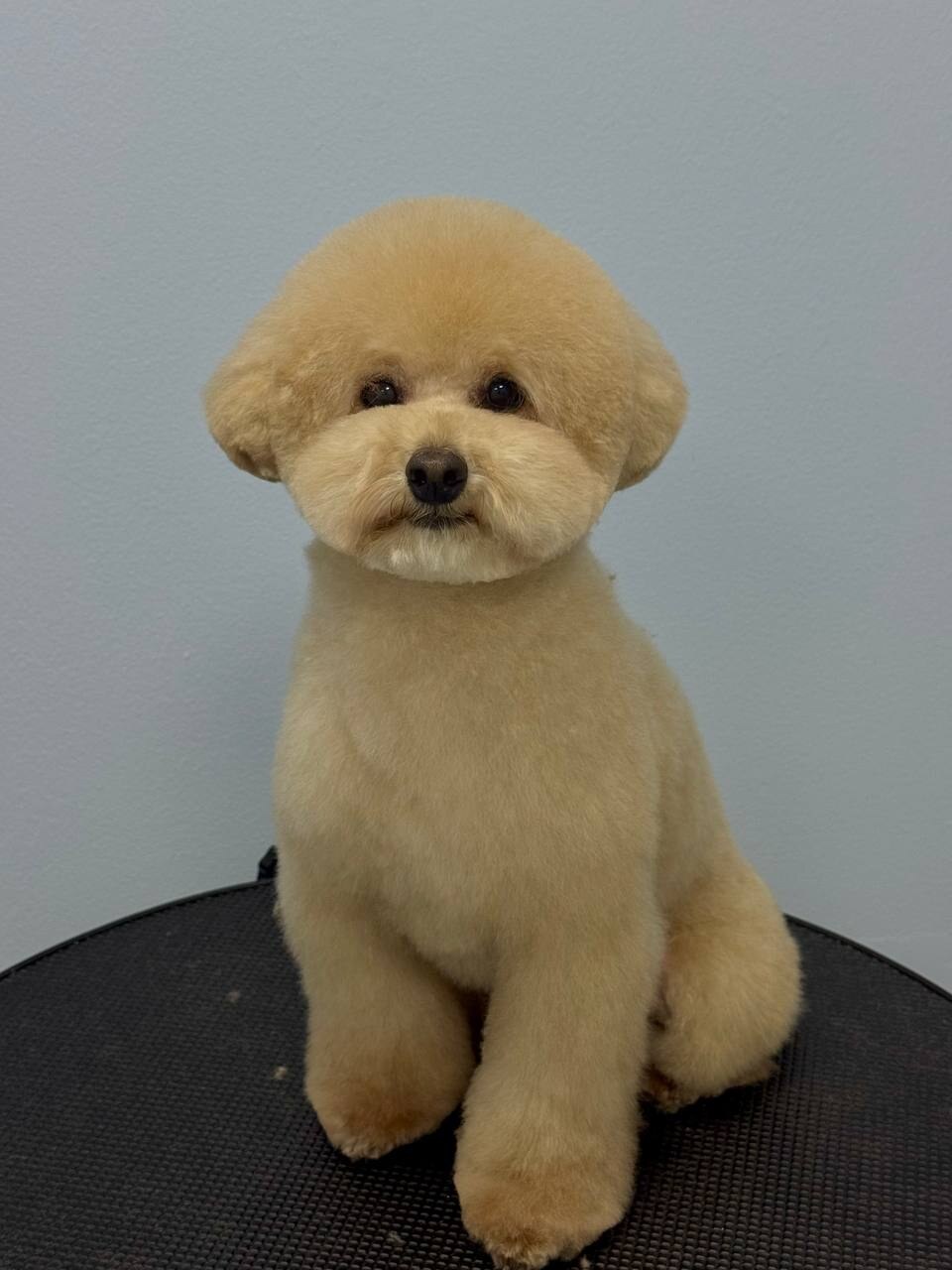 Puffy Dog