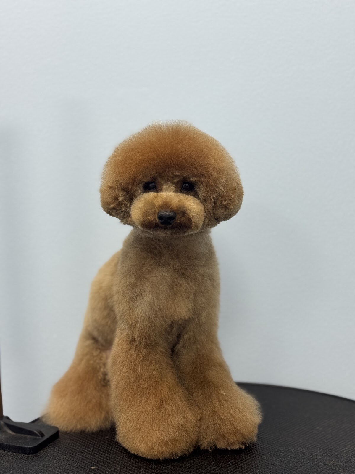 Puffy Dog