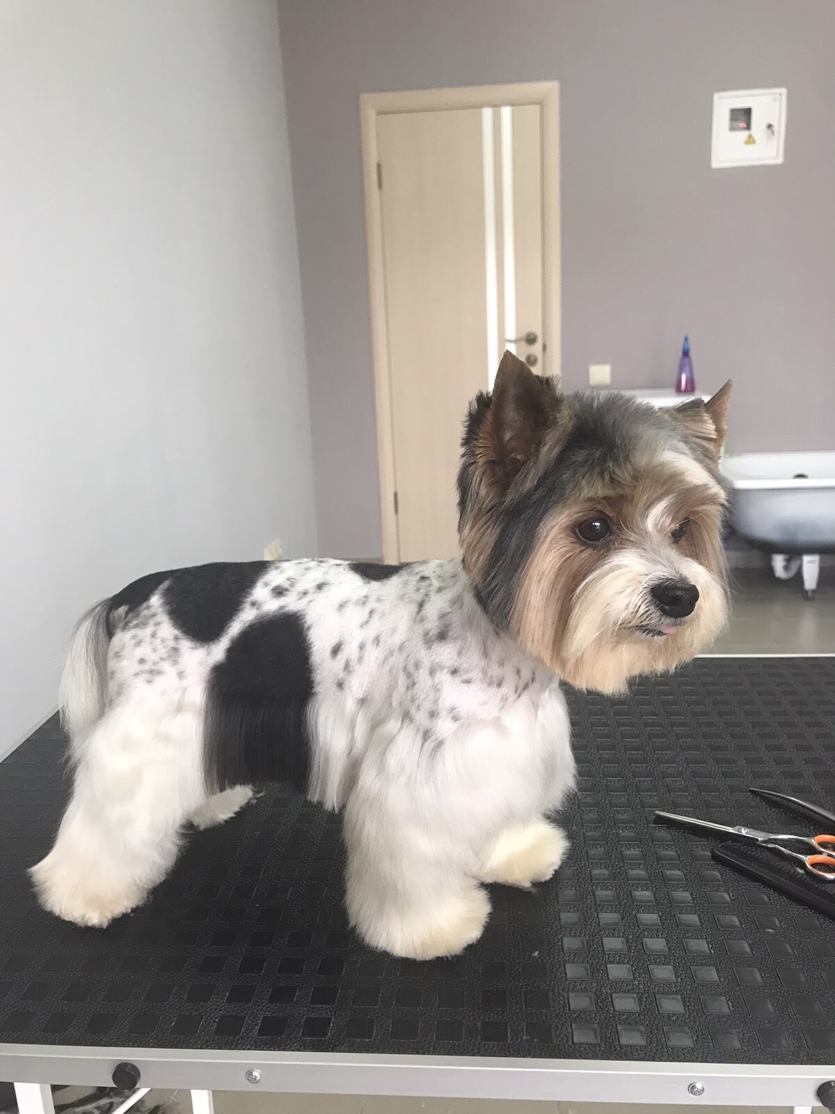 Grooming Dog