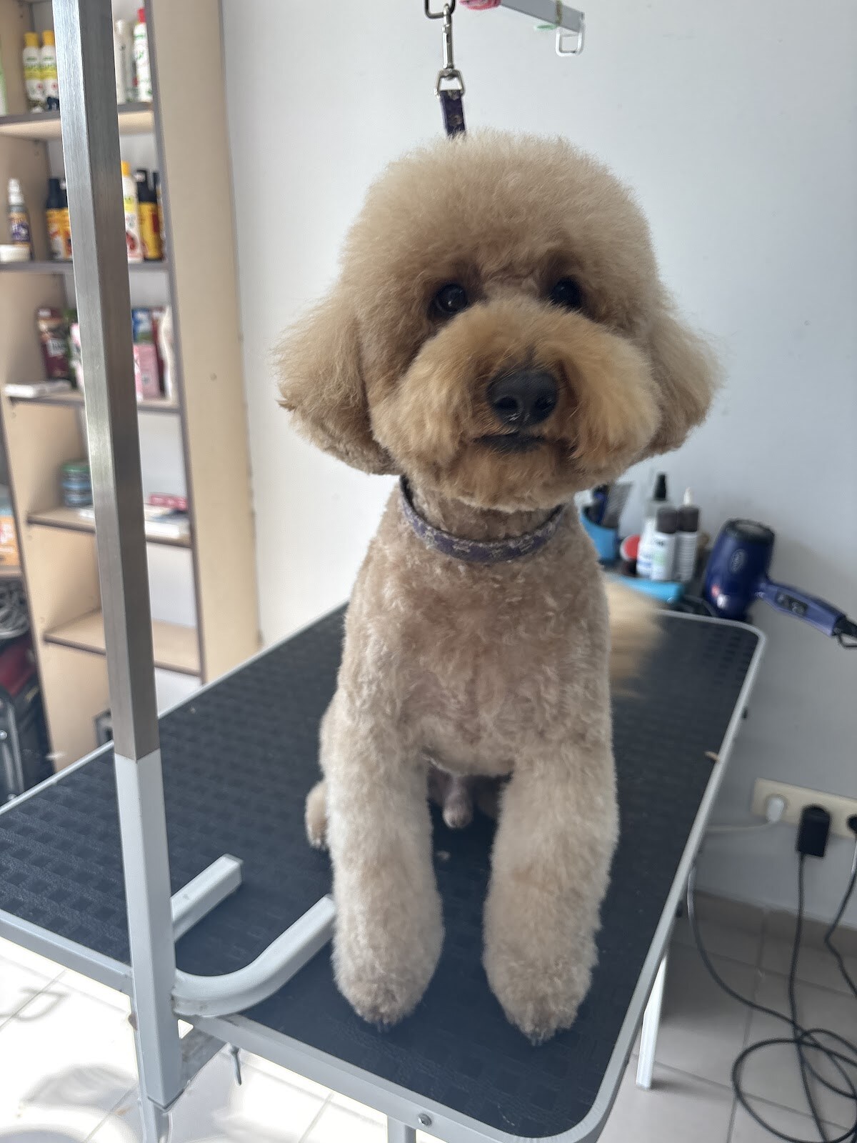 Grooming Dog