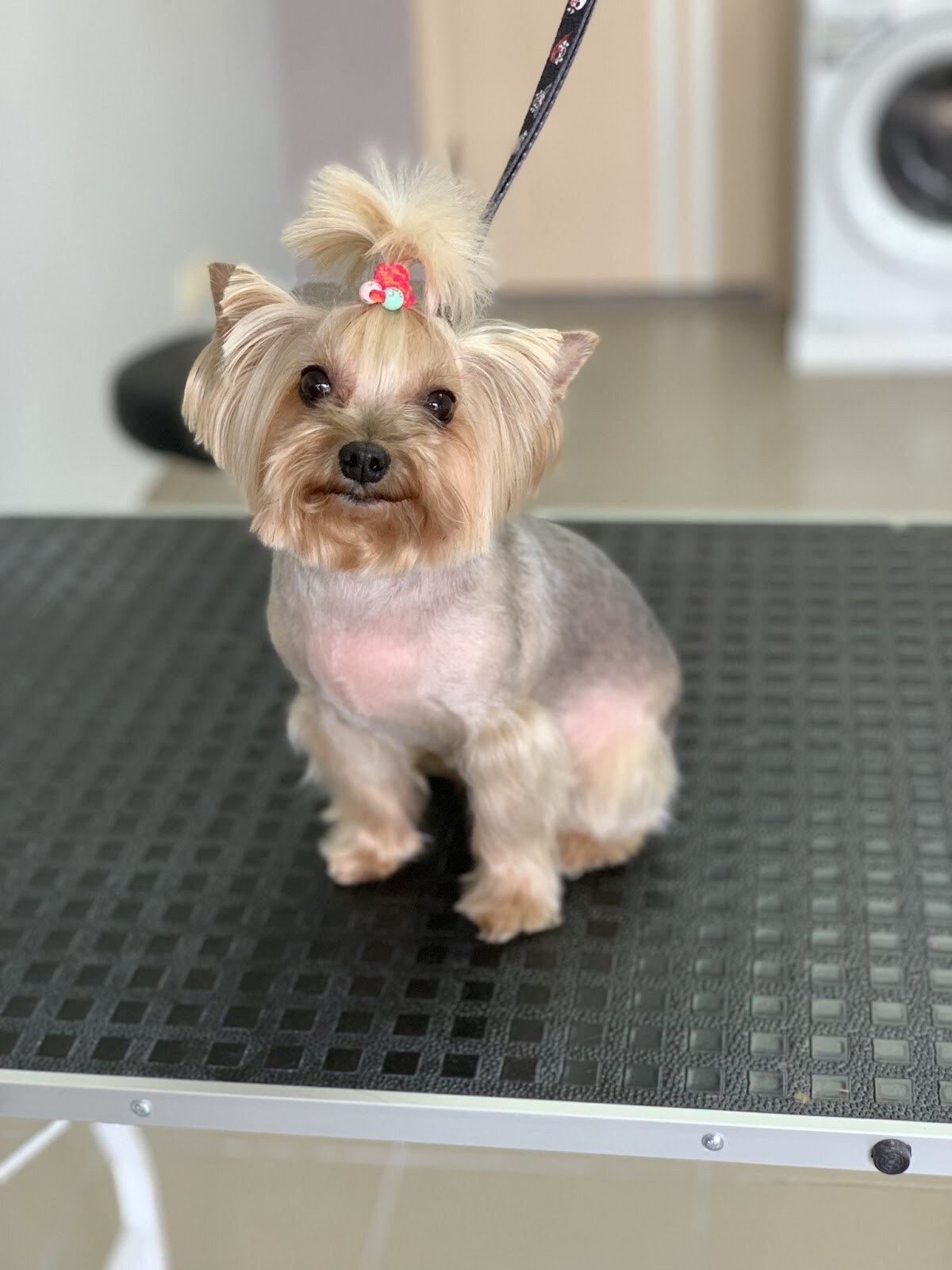 Grooming Dog