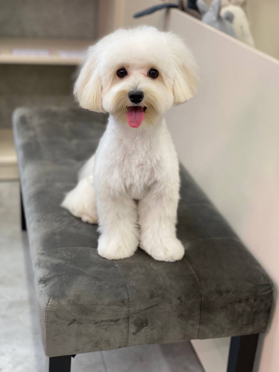 Groomery Pet Shop & Spa
