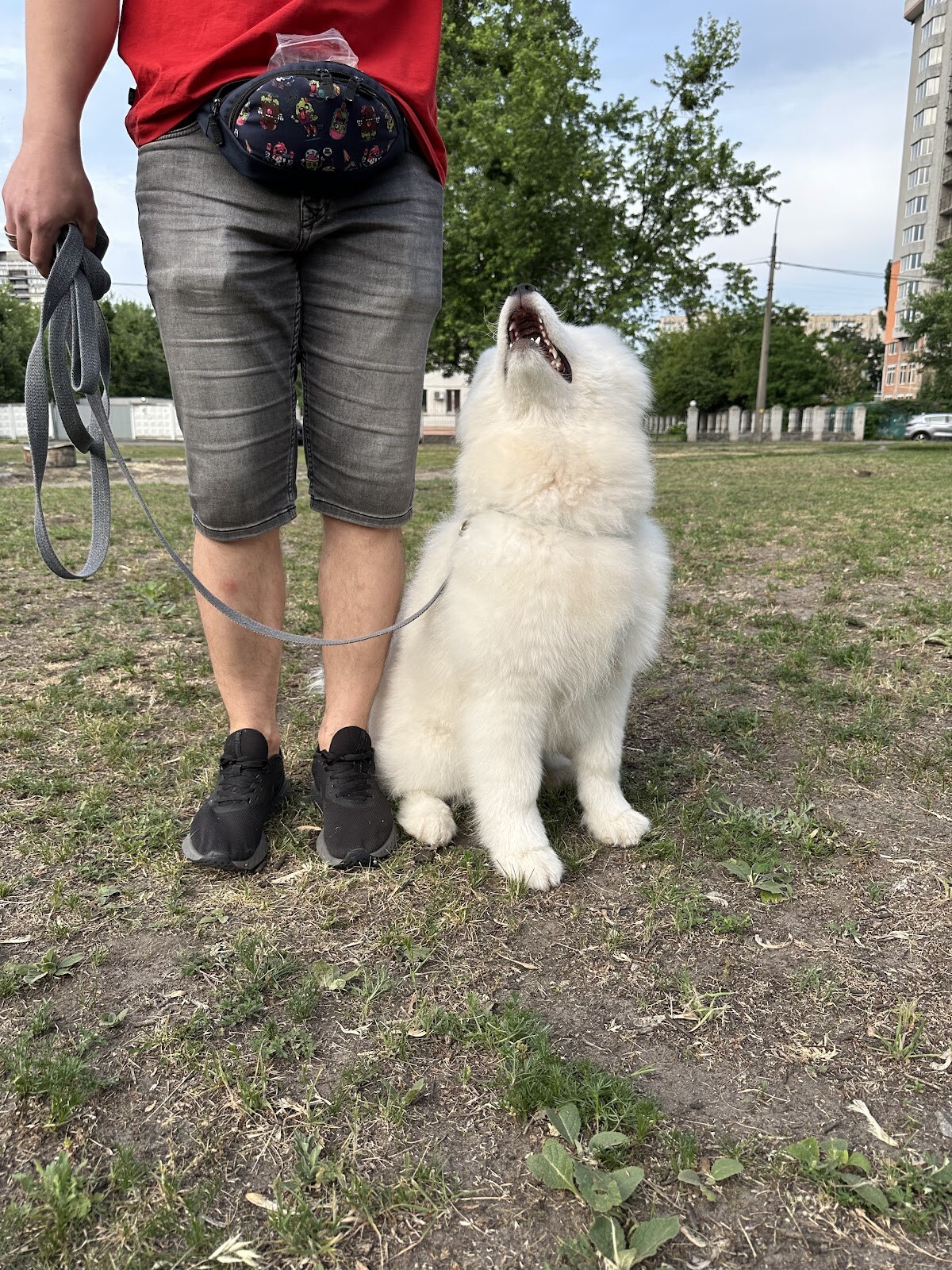 Дресирування собак MaliGuards Club K9