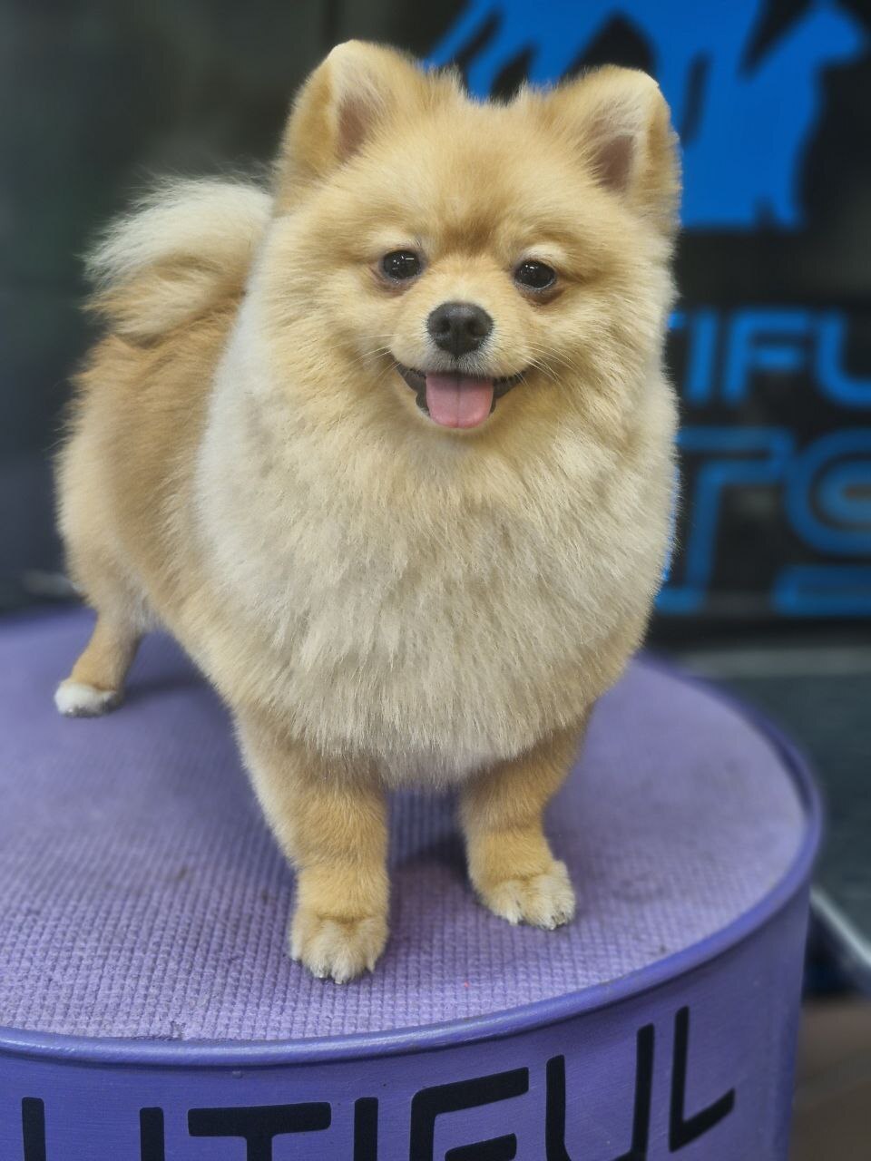 Груминг позняки «BEAUTIFUL PETS»