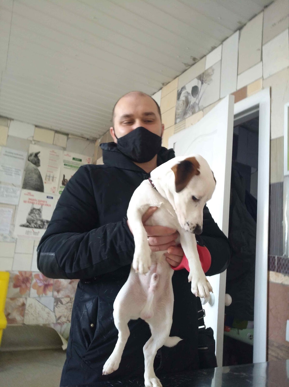 Звірятко