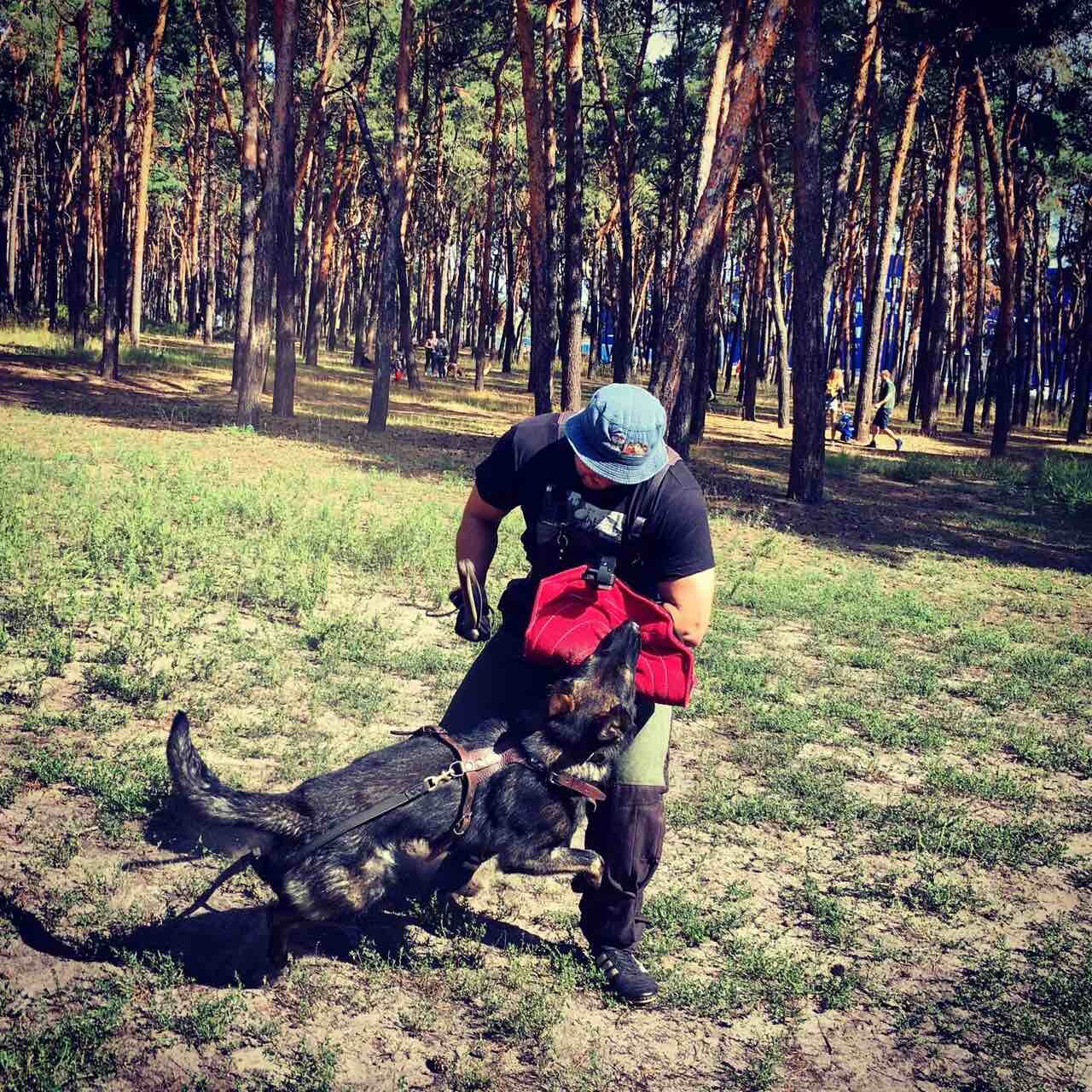 Кинологический клуб «Zorro»