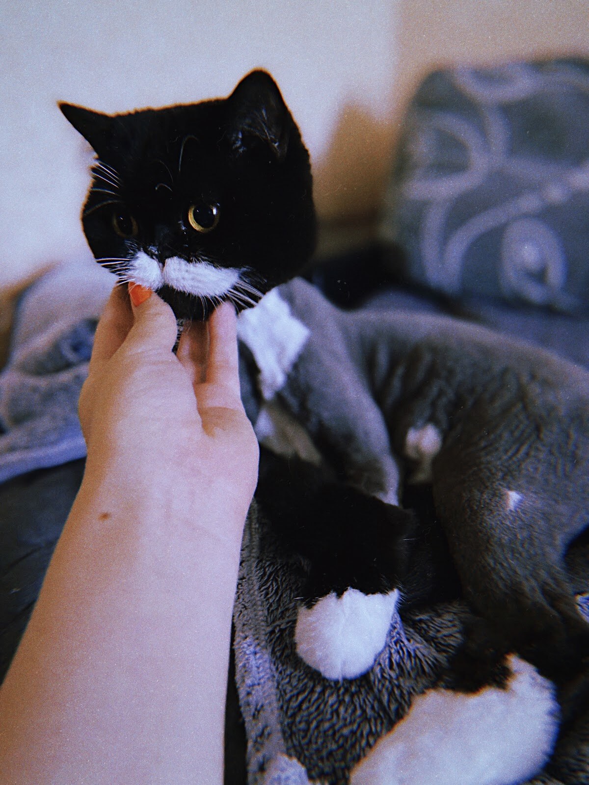 Студія грумінгу «Pet’s Secret»