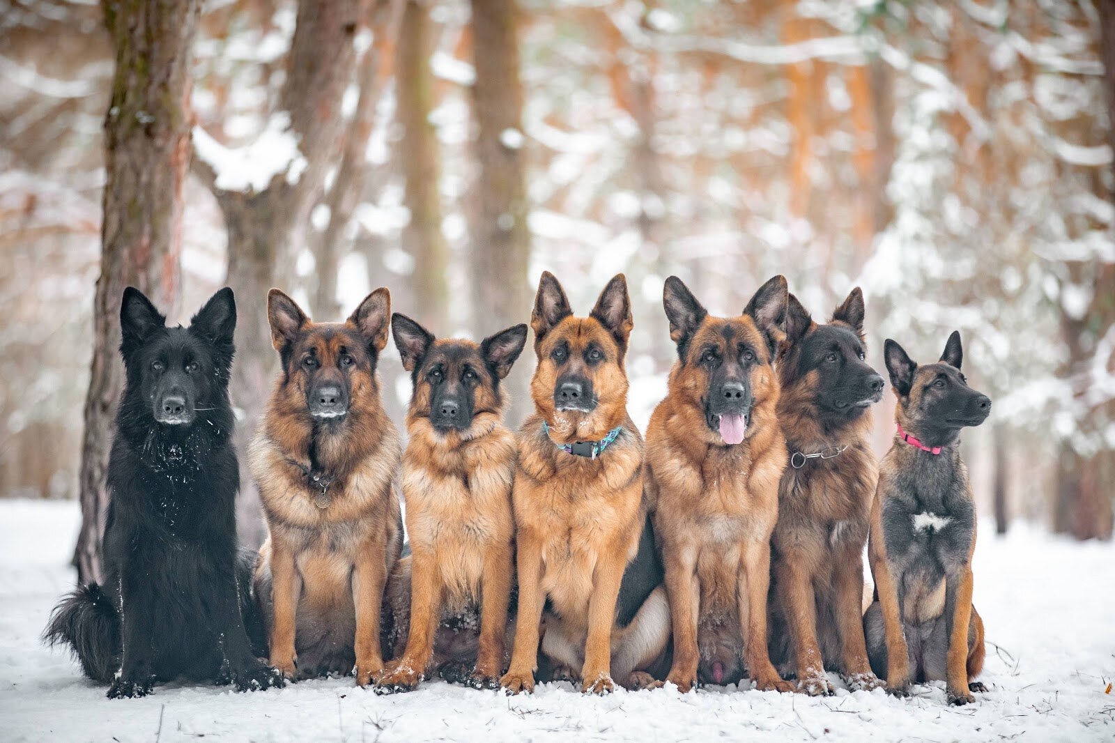 Reisen Dog Training Center