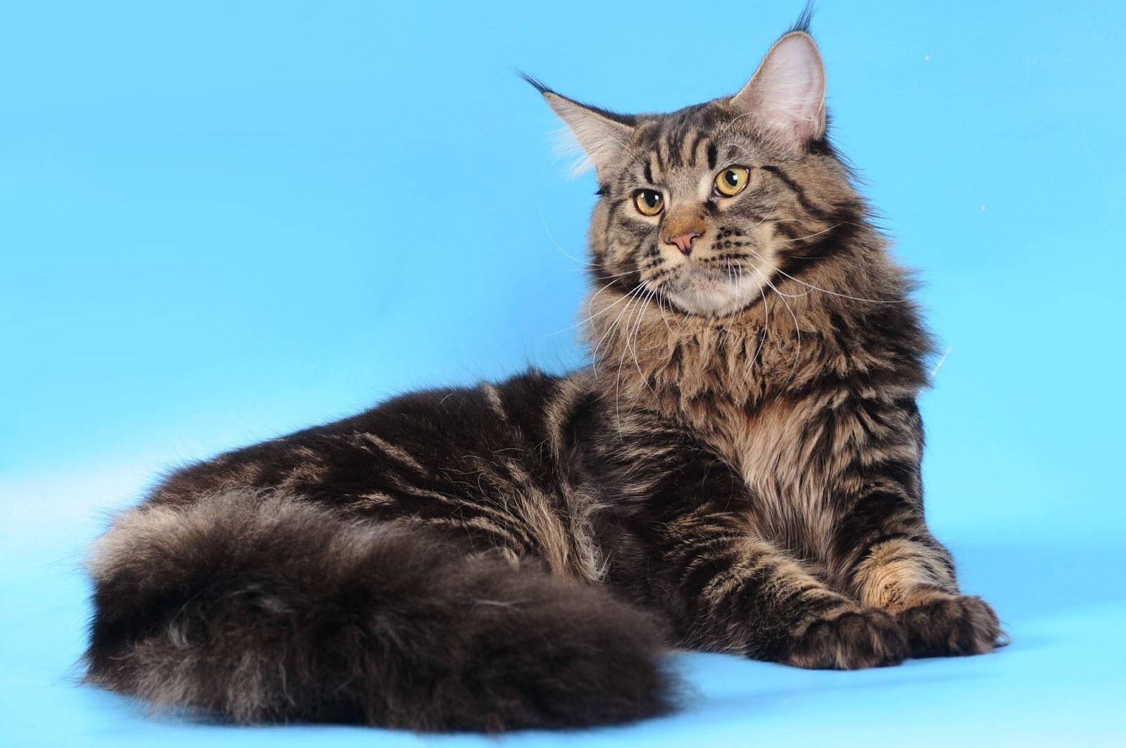 Reino Felino