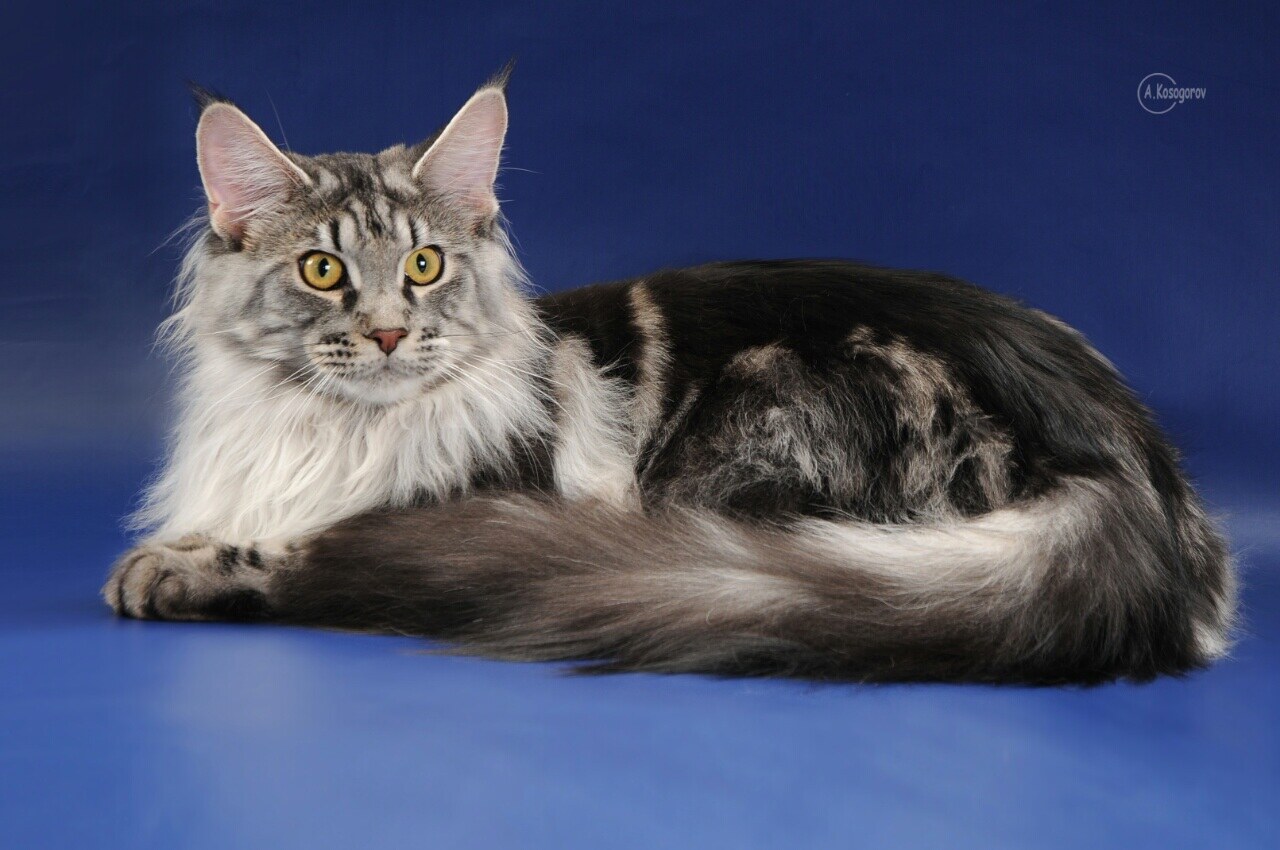 Reino Felino