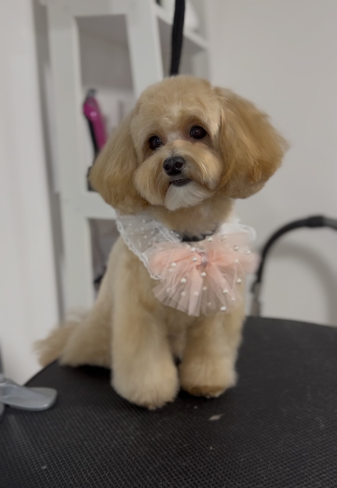 Love your pets studio