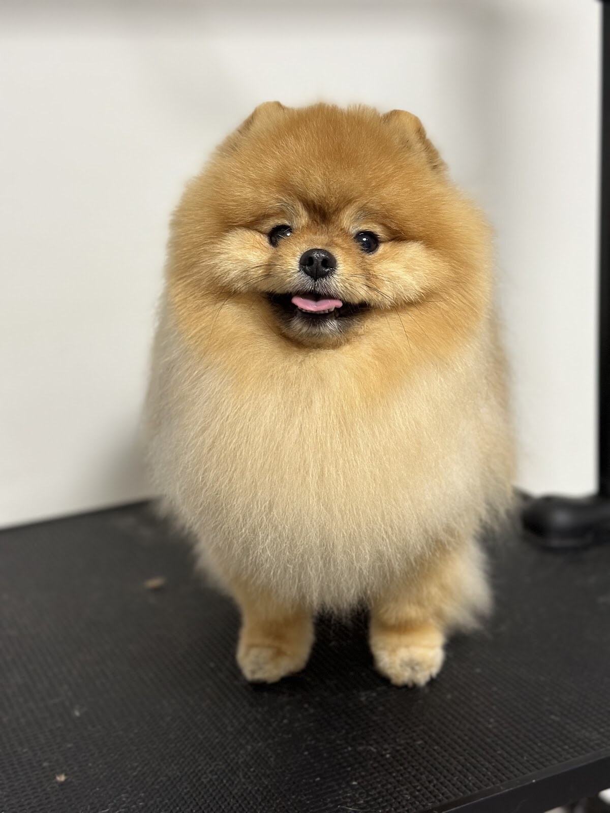 Love your pets studio