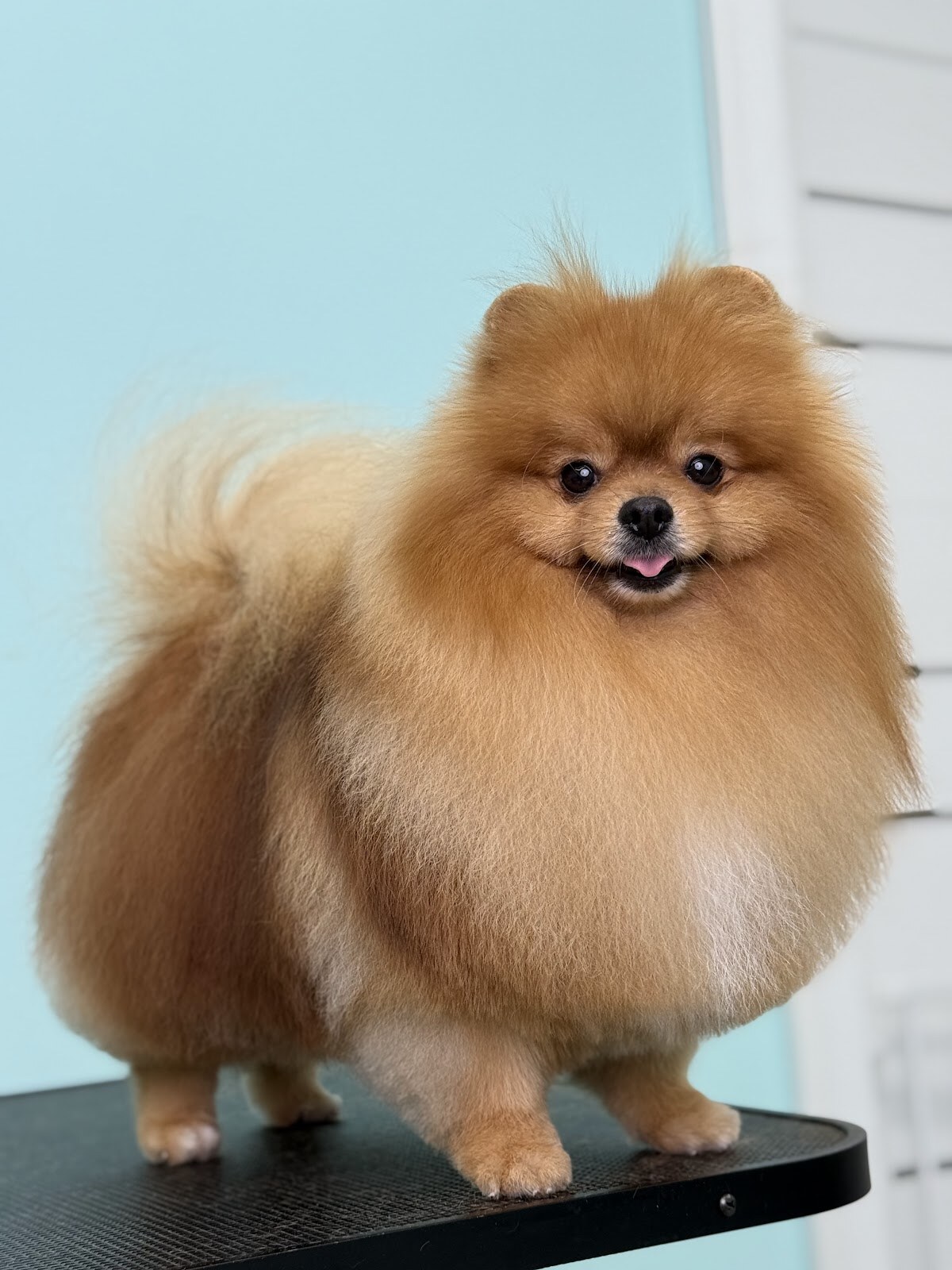Грумінг Shining Paws