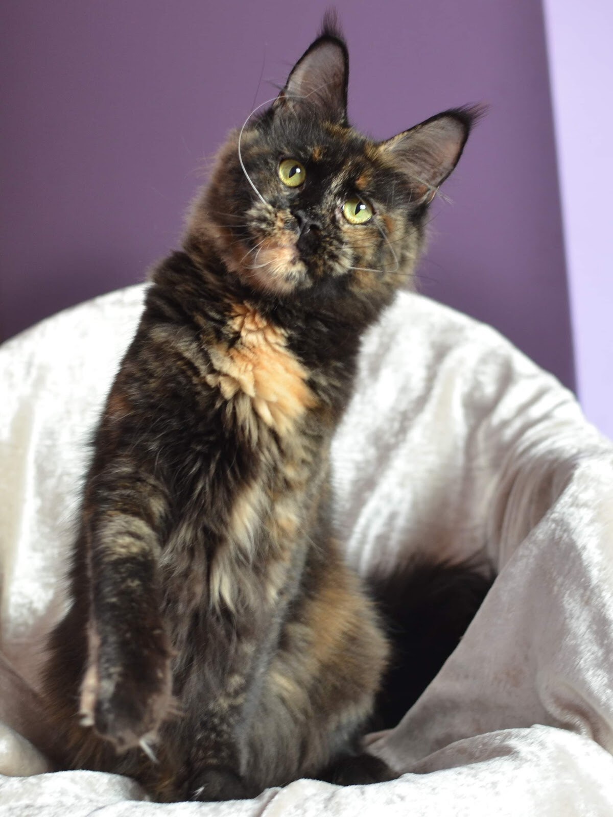 Felissimo Maine coon cattery