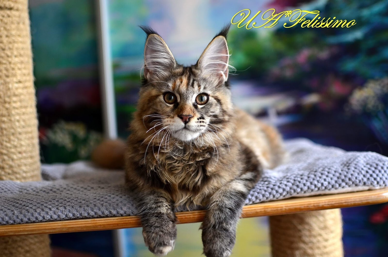 Felissimo Maine coon cattery