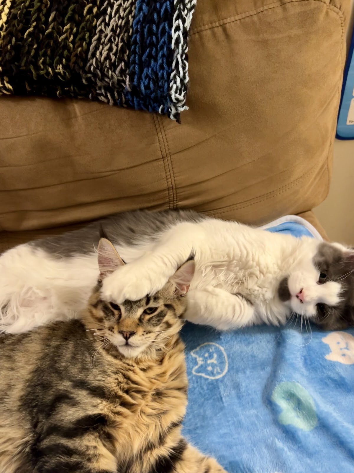 Felissimo Maine coon cattery
