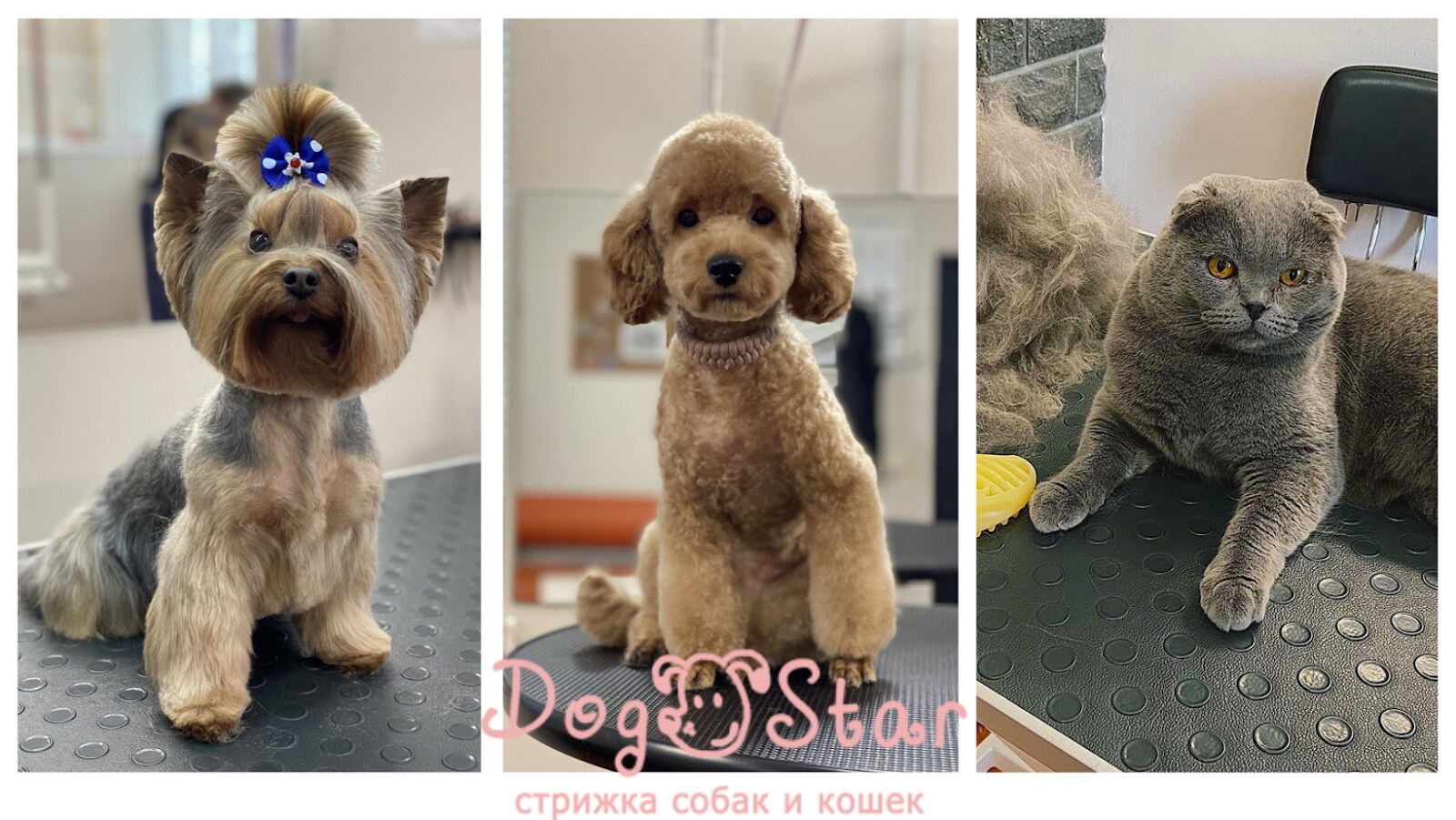 Зоосалон стрижки собак и котов DogStar