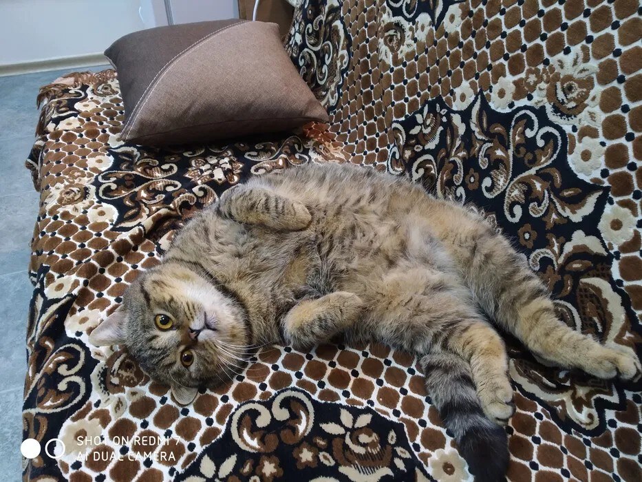 «Кошкин дом на Соломенке»