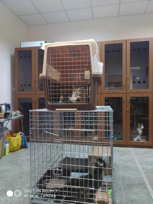 «Кошкин дом на Соломенке»
