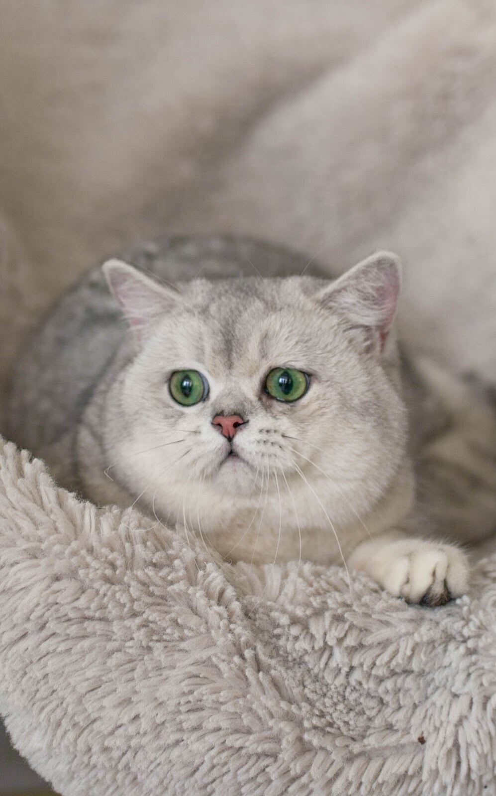 MoonStory - Британські кошенята, срібляста та золота шиншила. British shorthair kittens gold and