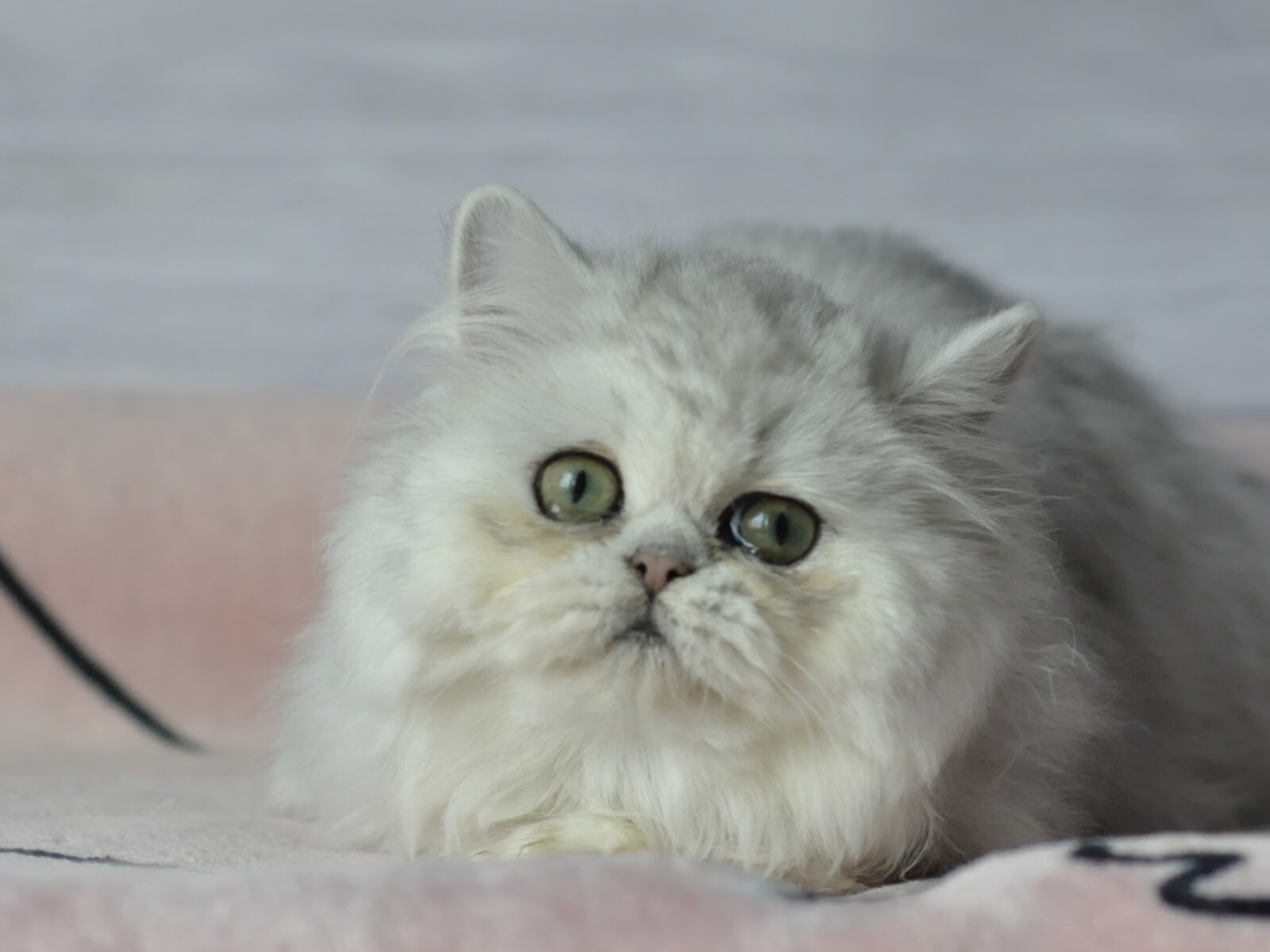 MoonStory - Британські кошенята, срібляста та золота шиншила. British shorthair kittens gold and