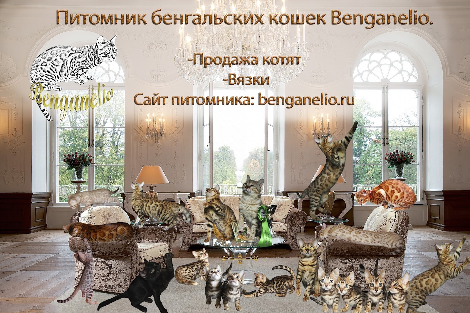 Питомник бенгальских кошек Benganelio
