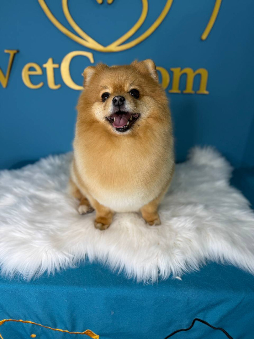 Vetgroom