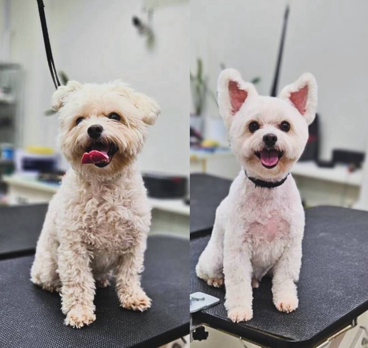 Grand Vet Groom
