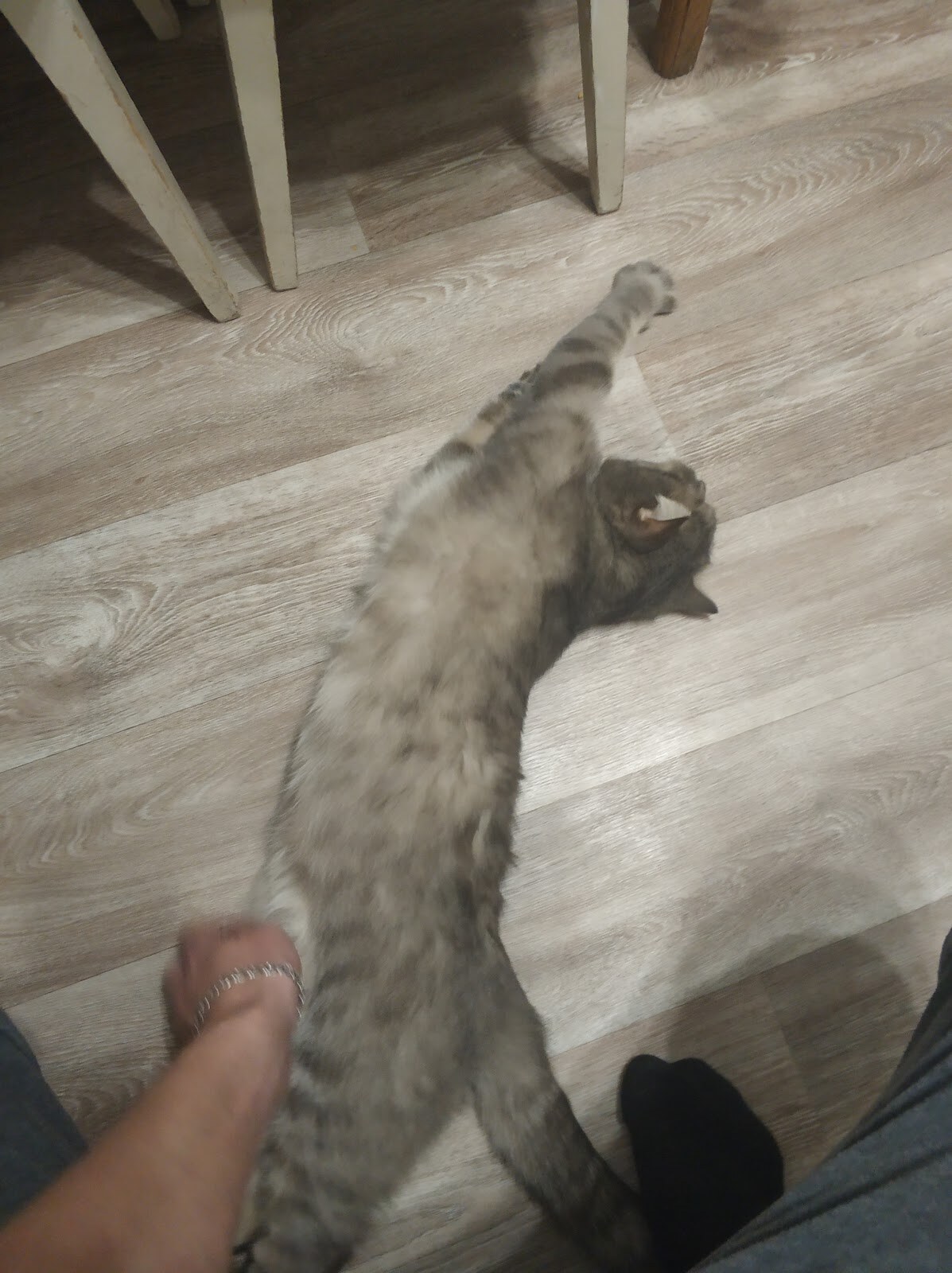 Ветзооцентр «Планета тварин»