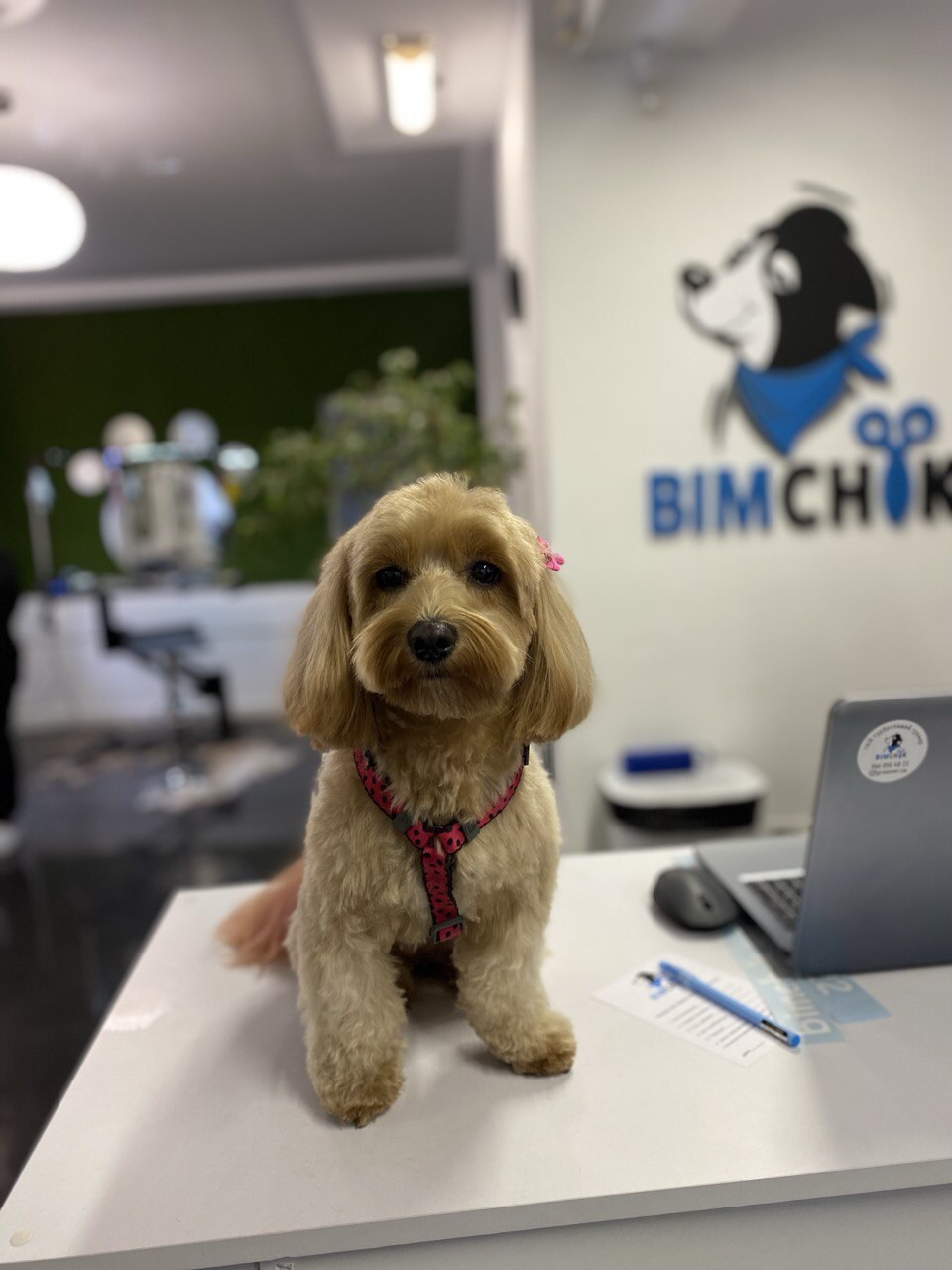 Bimchik