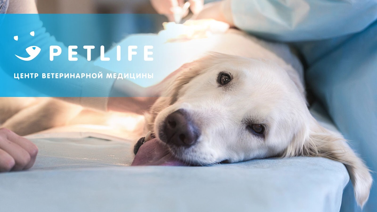 PETLIFE - Центр ветеринарной медицины