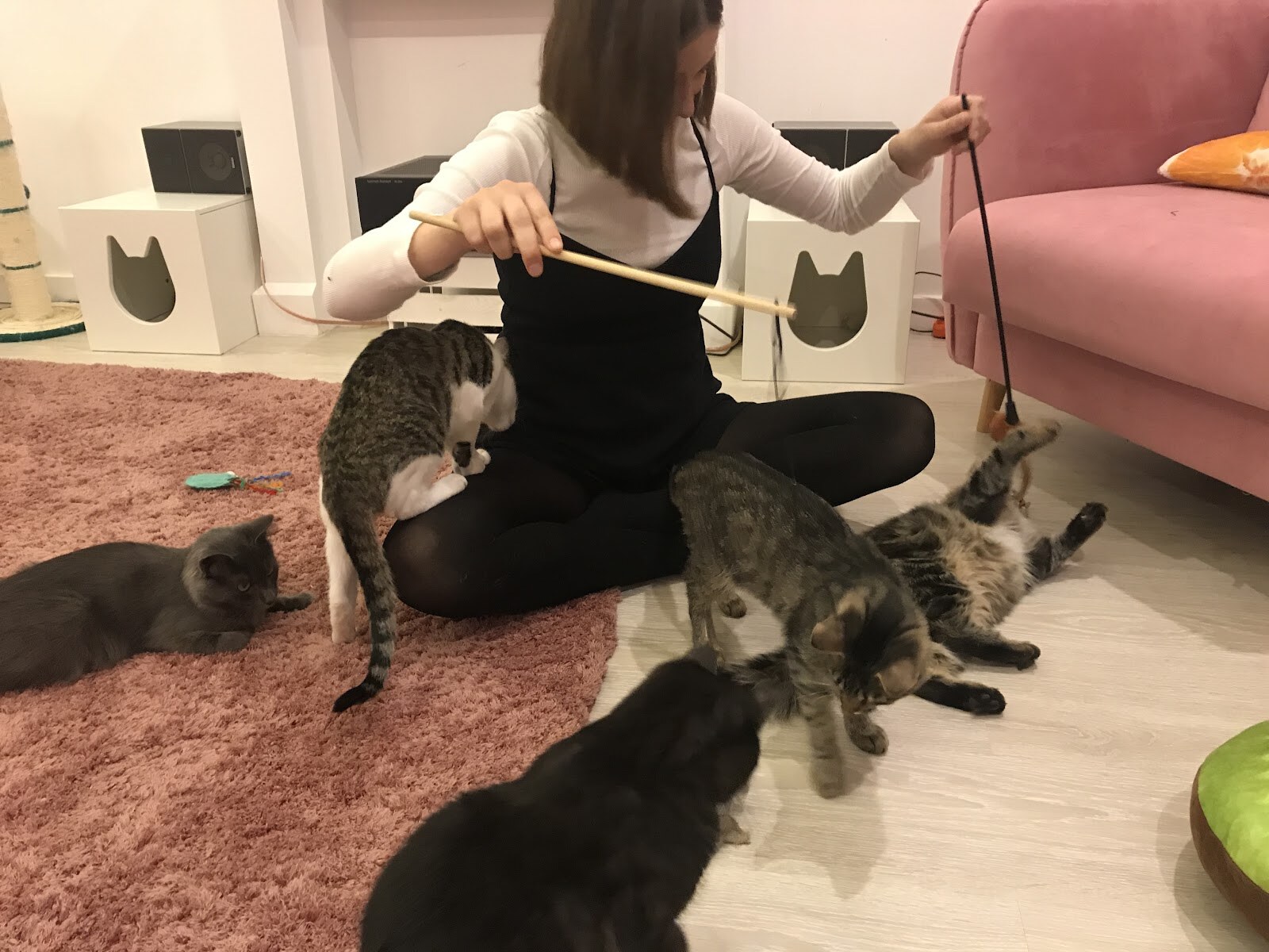 Центр Кототерапії