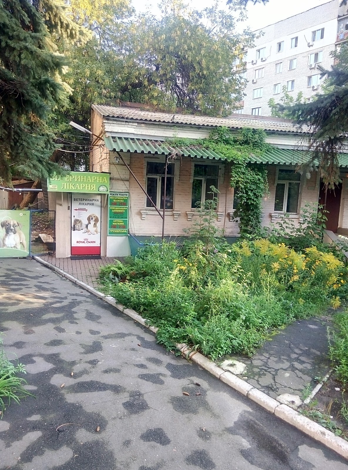 Кіт Бегемот
