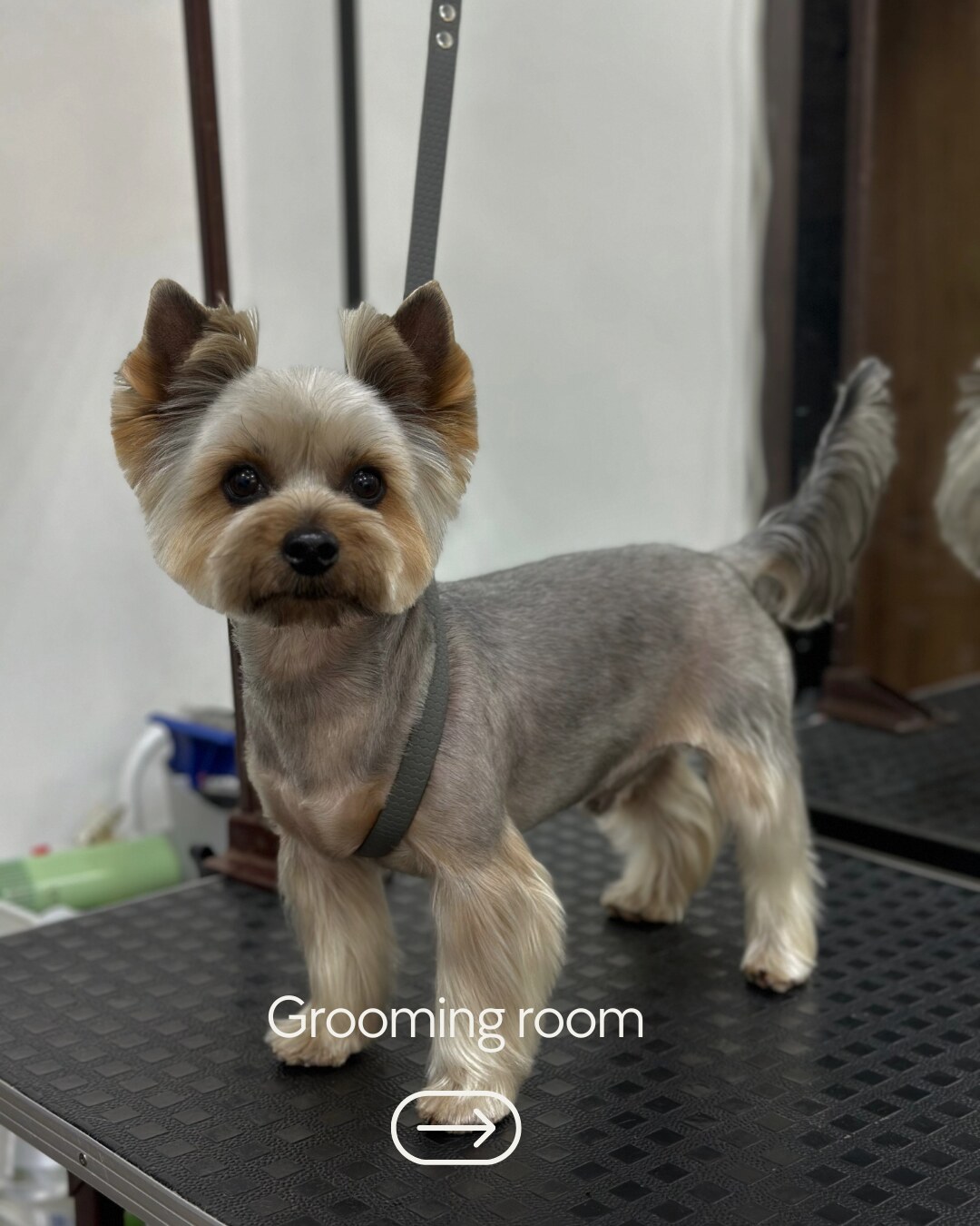grooming_room_lviv