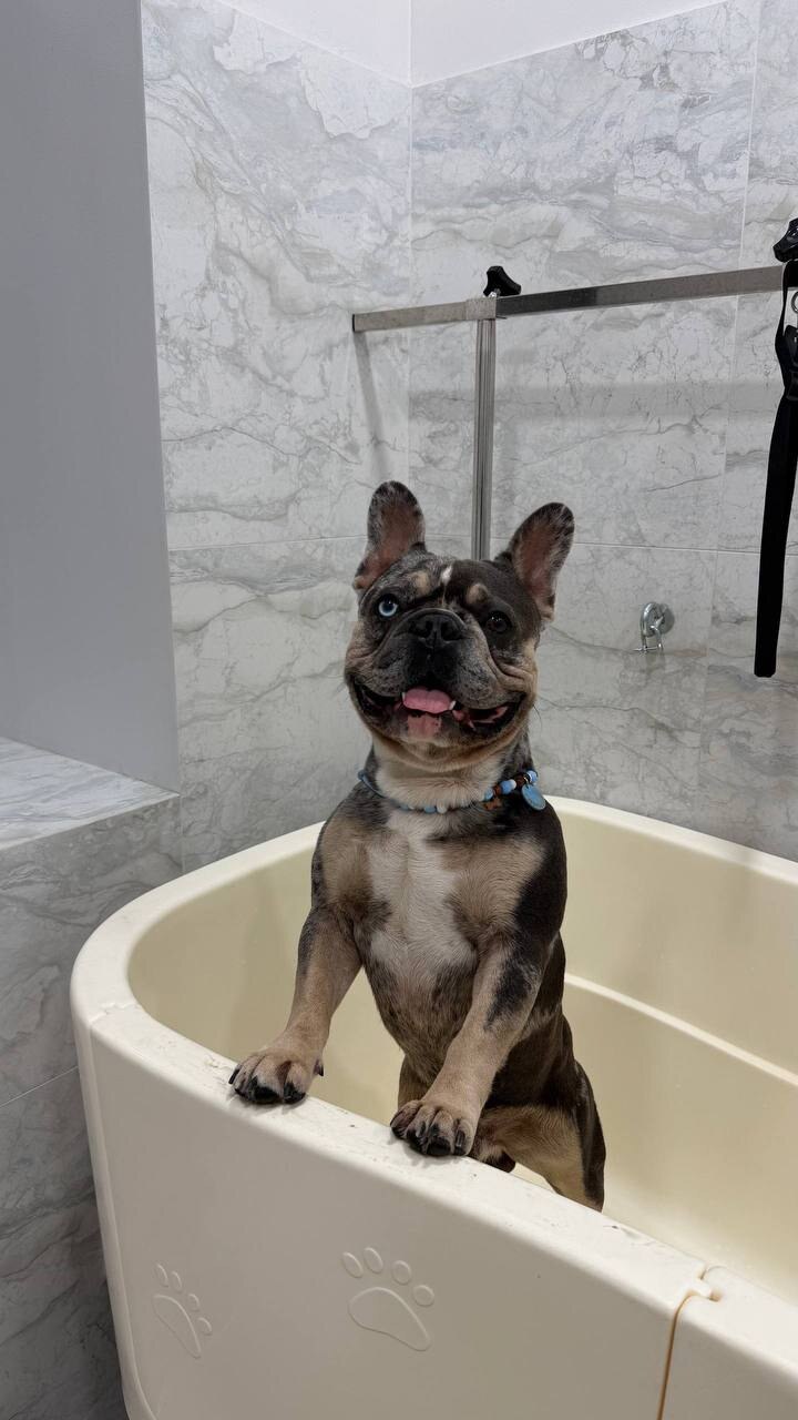 PET PLAZA residence