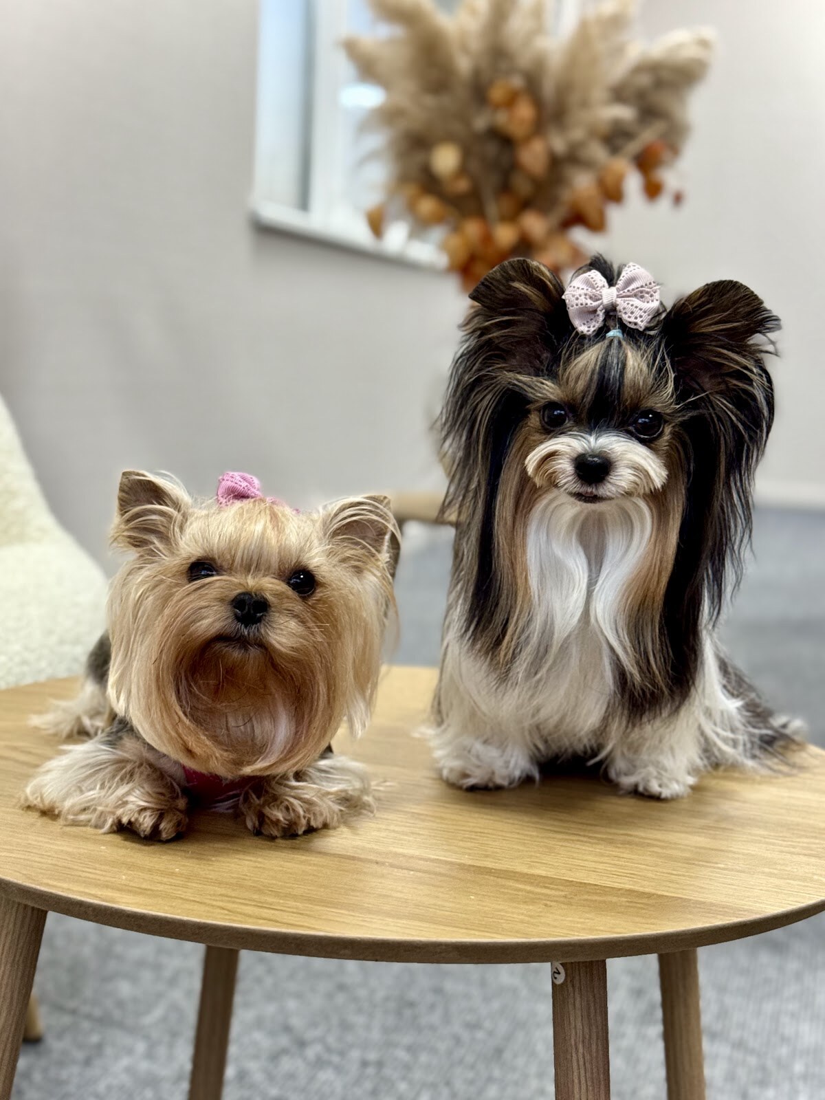PET PLAZA residence