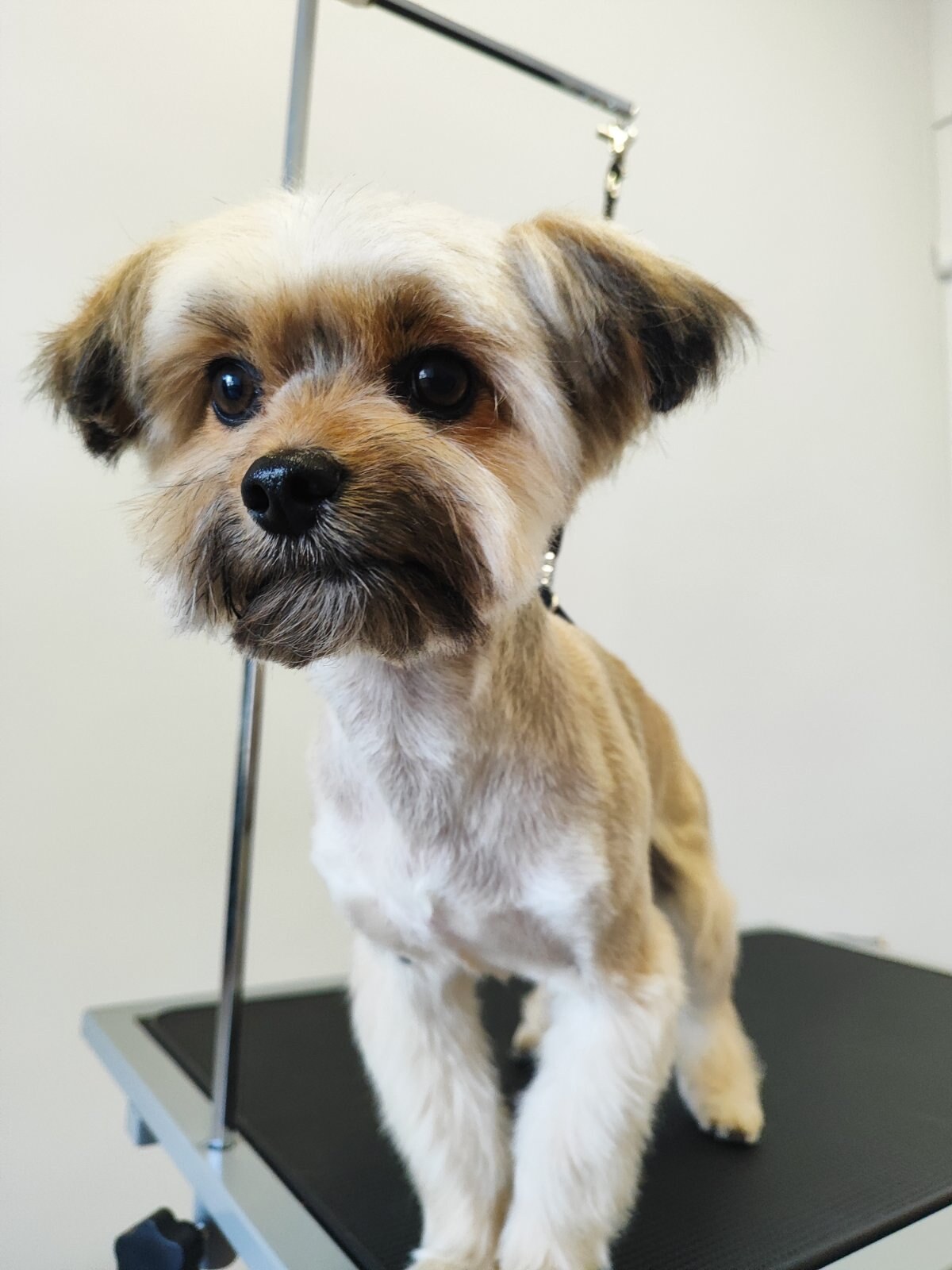 Lapusi grooming studio